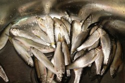 Консервы из речной рыбы домашние - шаг 1 Консервы из речной рыбы домашние - шаг 1