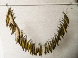 Корюшка вяленая - шаг 6