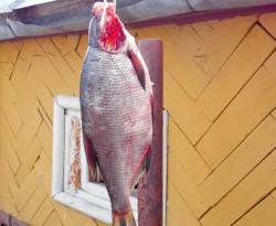 Лещ горячего копчения в домашних условиях - шаг 4 Лещ горячего копчения в домашних условиях - шаг 4