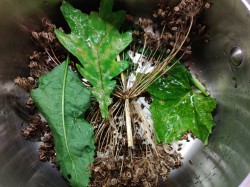 Малосольные огурцы в кастрюле холодным способом - шаг 4 Малосольные огурцы в кастрюле холодным способом - шаг 4