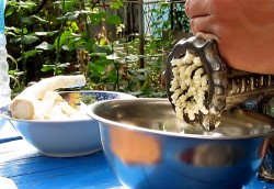 Маринованный хрен на зиму - шаг 2