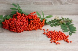 Настойка из красной рябины в домашних условиях на водке - шаг 2 Настойка из красной рябины в домашних условиях на водке - шаг 2