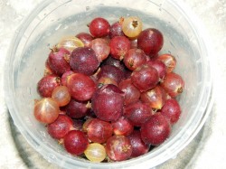 Настойка из крыжовника на водке - шаг 2 Настойка из крыжовника на водке - шаг 2