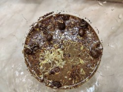 Настойка Келгановка на самогоне - шаг 4 Настойка Келгановка на самогоне - шаг 4