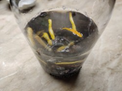 Настойка на изюме на самогоне - шаг 4 Настойка на изюме на самогоне - шаг 4