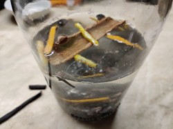 Настойка на изюме на самогоне - шаг 5 Настойка на изюме на самогоне - шаг 5