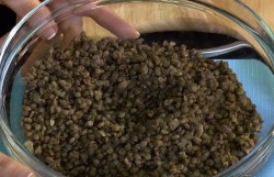 Салат из черной чечевицы с зеленью - шаг 4