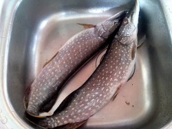 Щука запеченная в духовке со сметаной и овощами - шаг 2 Щука запеченная в духовке со сметаной и овощами - шаг 2