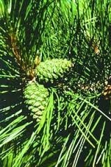 Сироп из сосновых шишек от кашля - шаг 1