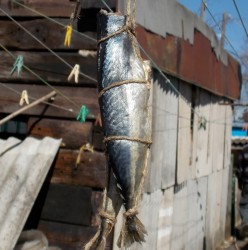 Скумбрия горячего копчения - шаг 5 Скумбрия горячего копчения - шаг 5