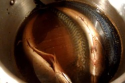 Скумбрия горячего копчения в домашних условиях - шаг 3 Скумбрия горячего копчения в домашних условиях - шаг 3