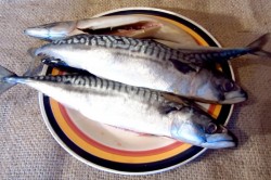 Скумбрия горячего копчения в домашних условиях - шаг 5 Скумбрия горячего копчения в домашних условиях - шаг 5