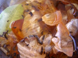 Скумбрия в бутылке в луковой шелухе - шаг 2 Скумбрия в бутылке в луковой шелухе - шаг 2