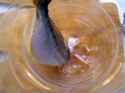 Скумбрия в бутылке в луковой шелухе - шаг 5 Скумбрия в бутылке в луковой шелухе - шаг 5