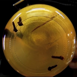 Соленые лимоны - шаг 15 Соленые лимоны - шаг 15