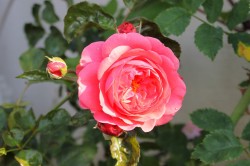 Варенье из лепестков чайных роз - шаг 1