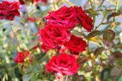 Варенье из лепестков чайных роз - шаг 2