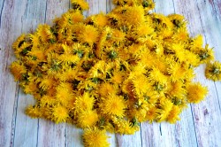 Варенье из одуванчиков - шаг 1