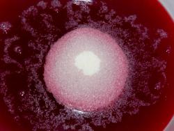 Ягодный мусс - шаг 8