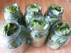 Маринованные виноградные листья - шаг 13 Маринованные виноградные листья - шаг 13