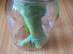 Маринованные виноградные листья - шаг 10 Маринованные виноградные листья - шаг 10