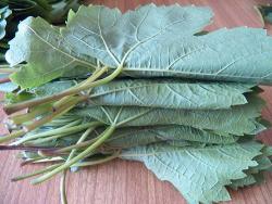 Маринованные виноградные листья - шаг 6 Маринованные виноградные листья - шаг 6