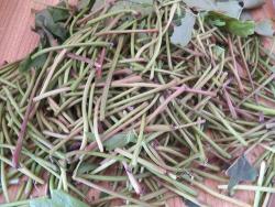 Маринованные виноградные листья - шаг 14 Маринованные виноградные листья - шаг 14