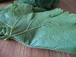 Маринованные виноградные листья - шаг 8 Маринованные виноградные листья - шаг 8