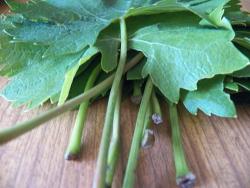 Маринованные виноградные листья - шаг 3 Маринованные виноградные листья - шаг 3