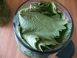 Маринованные виноградные листья - шаг 12 Маринованные виноградные листья - шаг 12