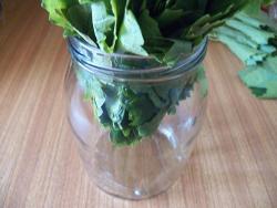 Маринованные виноградные листья - шаг 11 Маринованные виноградные листья - шаг 11