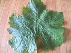 Маринованные виноградные листья - шаг 2 Маринованные виноградные листья - шаг 2