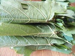 Маринованные виноградные листья - шаг 7 Маринованные виноградные листья - шаг 7