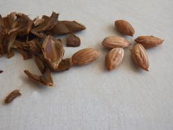 Абрикосовая настойка - шаг 5