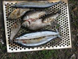 Домашняя рыбка горячего копчения - шаг 7