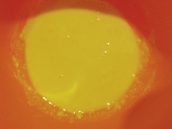 Дрожжевые блины без яиц - шаг 1