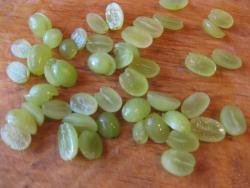 Десерт с маскарпоне грушевый крем - шаг 6