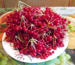 Калина с сахаром в блендере - шаг 1 Калина с сахаром в блендере - шаг 1