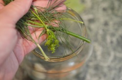 Кислые соленые огурцы на зиму в банках без уксуса - шаг 4