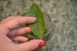 Кислые соленые огурцы на зиму в банках без уксуса - шаг 6