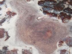 Клубничный конфитюр - шаг 12 Клубничный конфитюр - шаг 12