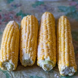 Заморозка кукурузы на зиму в початках