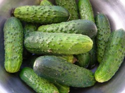 Малосольные огурцы быстрой засолки - шаг 1 Малосольные огурцы быстрой засолки - шаг 1