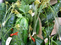 Малосольные огурцы быстрой засолки - шаг 5 Малосольные огурцы быстрой засолки - шаг 5