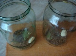 Огурцы корнишоны маринованные на зиму - шаг 2 Огурцы корнишоны маринованные на зиму - шаг 2