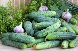 Маринованные огурцы стерилизованные - шаг 1 Маринованные огурцы стерилизованные - шаг 1