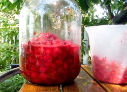 Настойка из вишни на спирту Домашняя - шаг 2 Настойка из вишни на спирту Домашняя - шаг 2