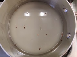 Соленые огурцы с водкой на зиму хрустящие - шаг 9 Соленые огурцы с водкой на зиму хрустящие - шаг 9