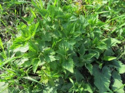 Салат из крапивы с яйцами на скорую руку - шаг 1 Салат из крапивы с яйцами на скорую руку - шаг 1