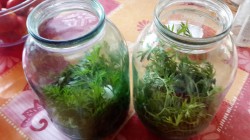 Помидоры с морковной ботвой и лаврушкой на зиму - шаг 2 Помидоры с морковной ботвой и лаврушкой на зиму - шаг 2